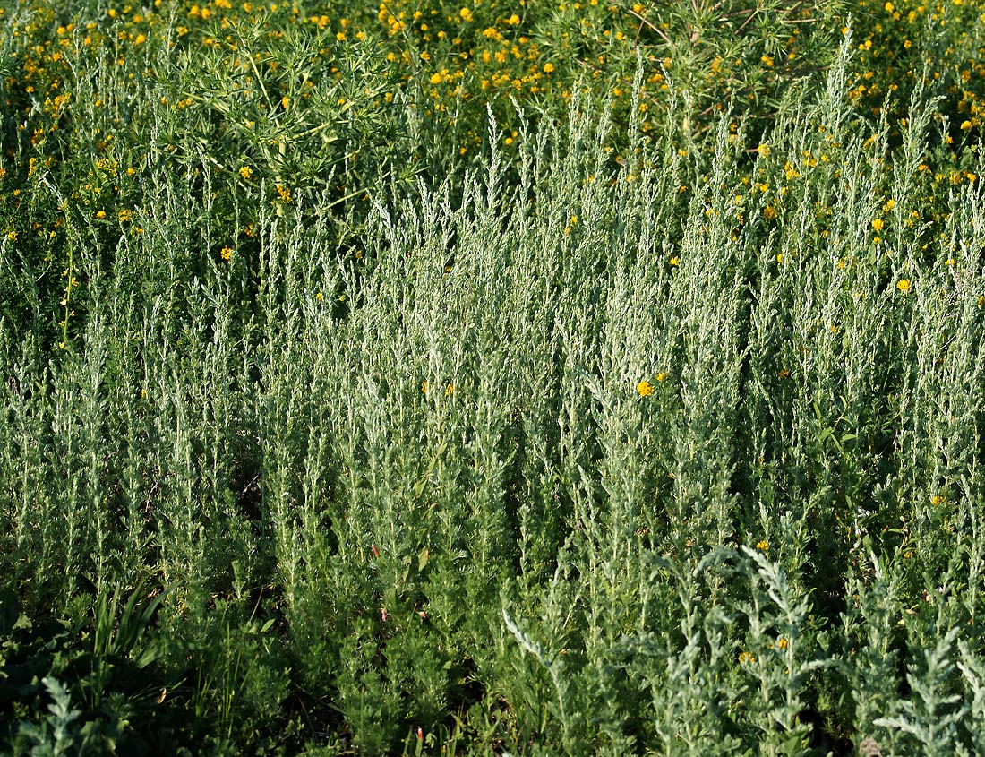 Изображение особи Artemisia austriaca.