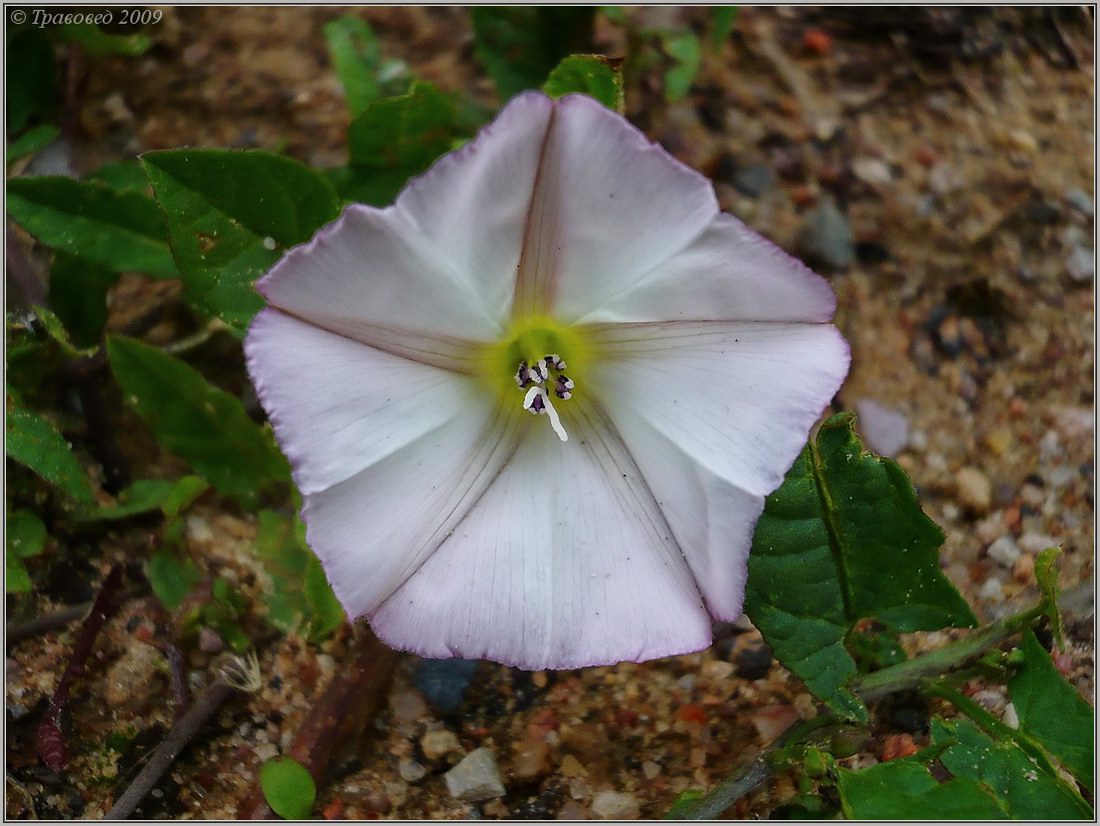 Image of Convolvulus arvensis specimen.