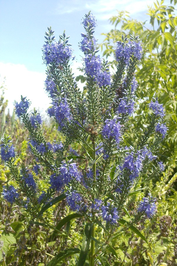 Image of Veronica longifolia specimen.