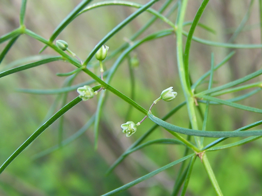 Изображение особи Asparagus verticillatus.