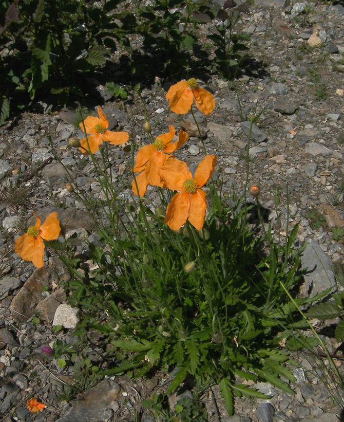 Image of Papaver oreophilum specimen.