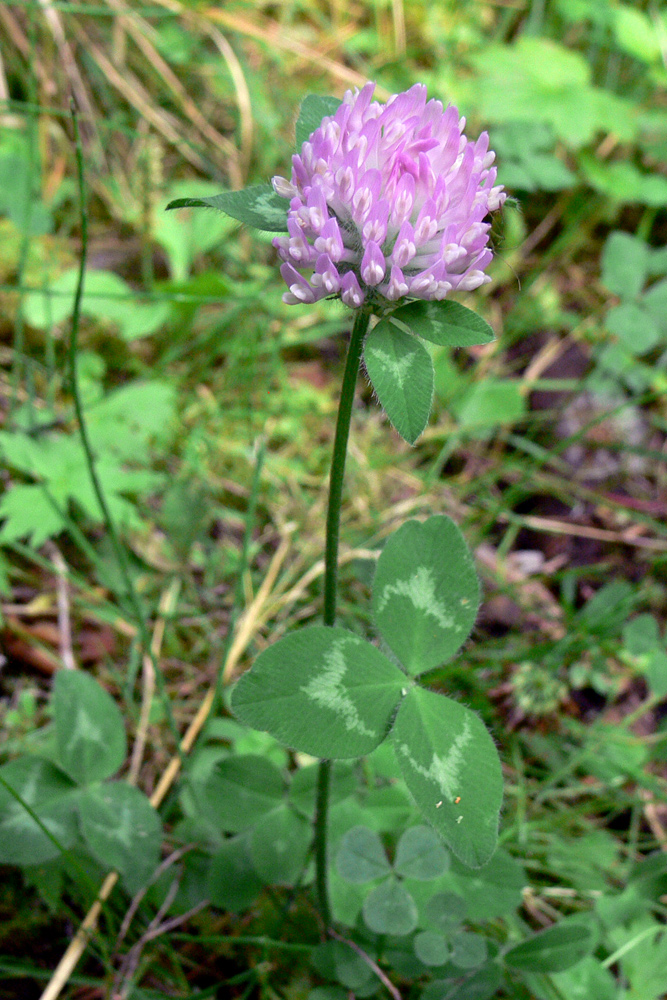 Image of Trifolium pratense specimen.