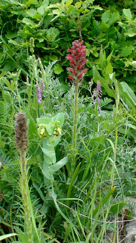 Image of Echium russicum specimen.