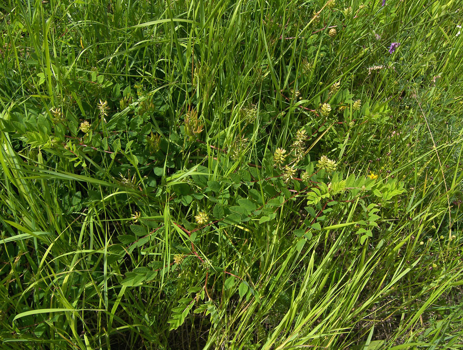 Image of Astragalus glycyphyllos specimen.