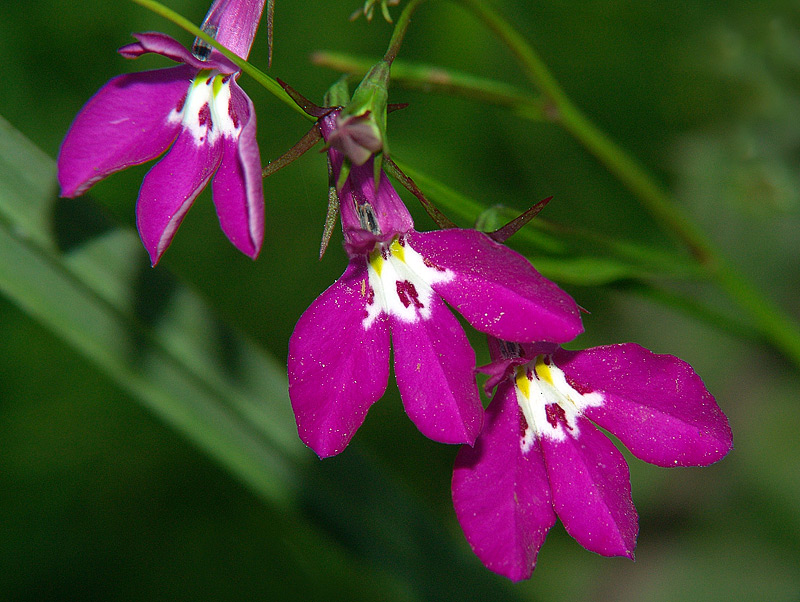 Изображение особи Lobelia erinus.