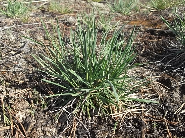 Изображение особи Koeleria glauca.