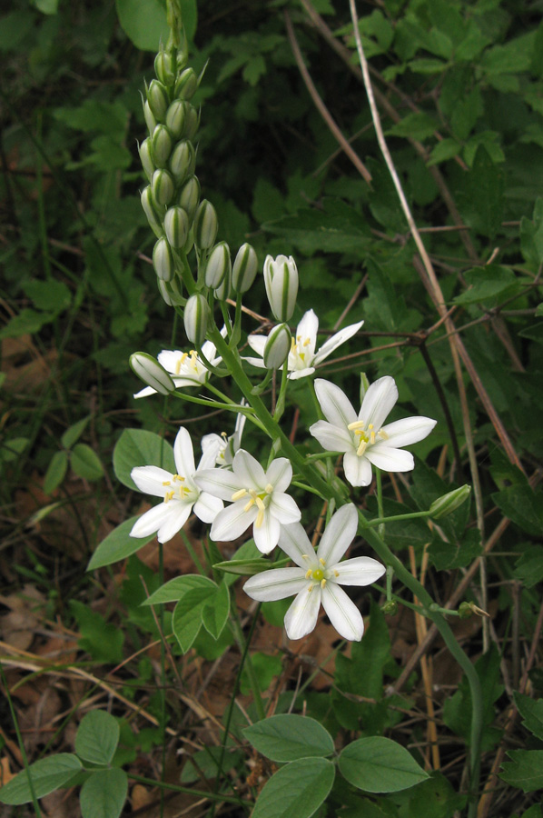 Изображение особи Ornithogalum ponticum.