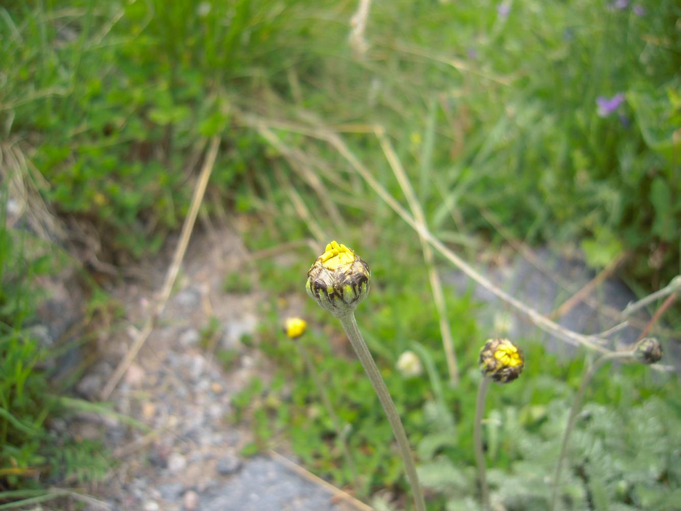 Изображение особи Anthemis marschalliana ssp. pectinata.