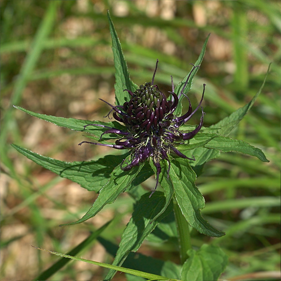 Изображение особи Phyteuma vagneri.