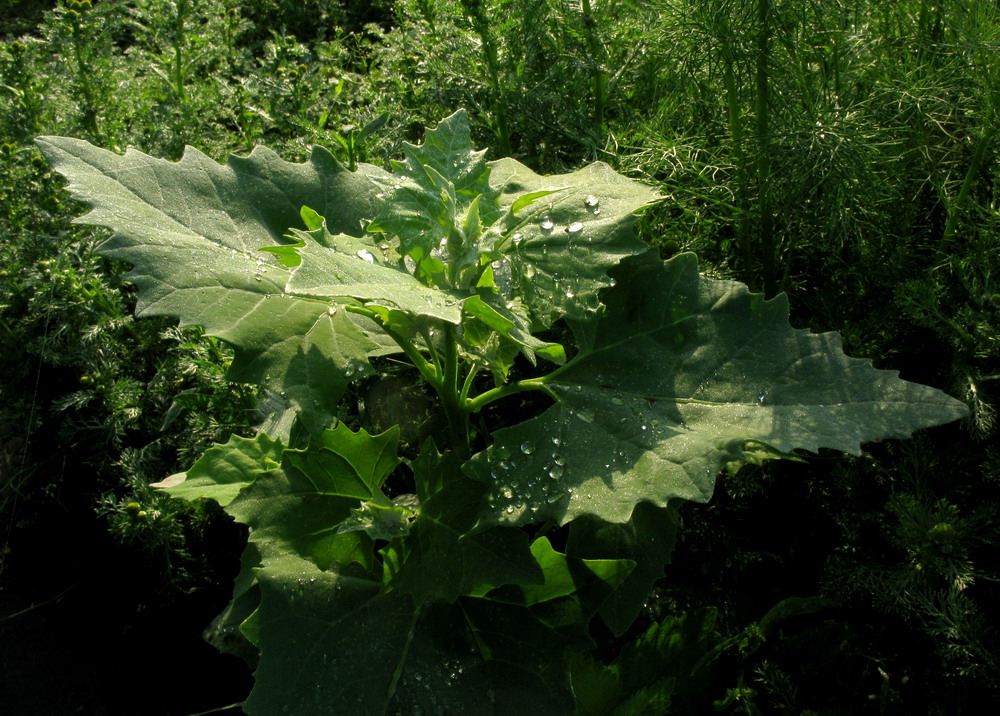 Image of Atriplex sagittata specimen.