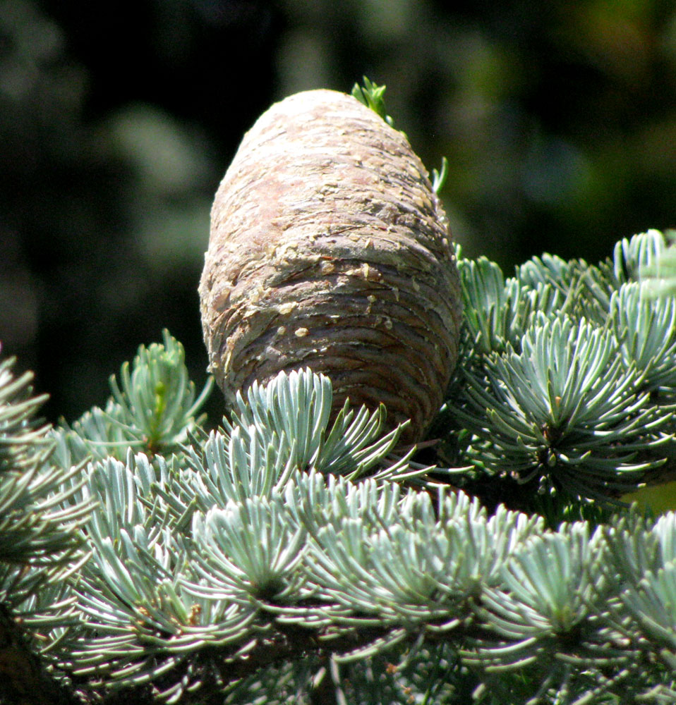 Image of Cedrus libani specimen.