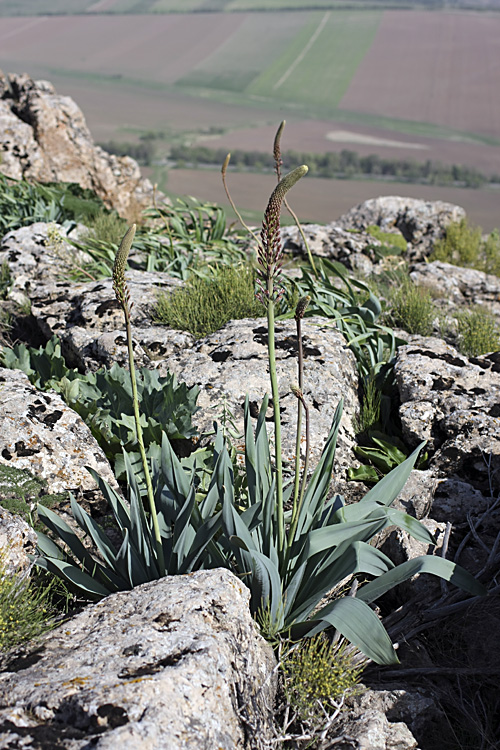 Image of Eremurus regelii specimen.