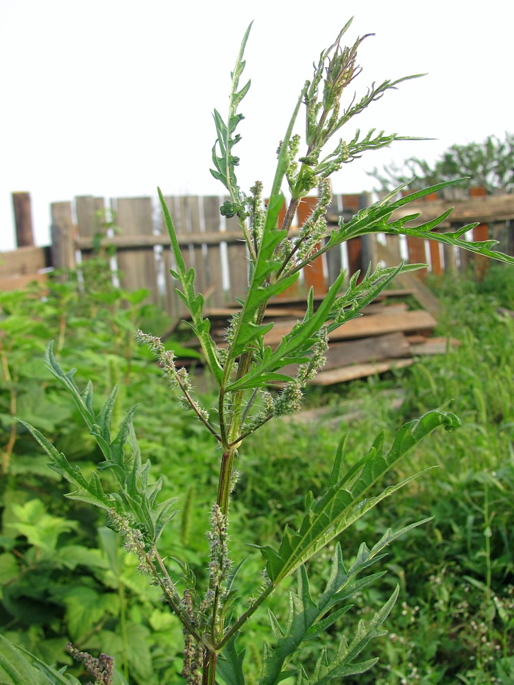 Image of Urtica cannabina specimen.