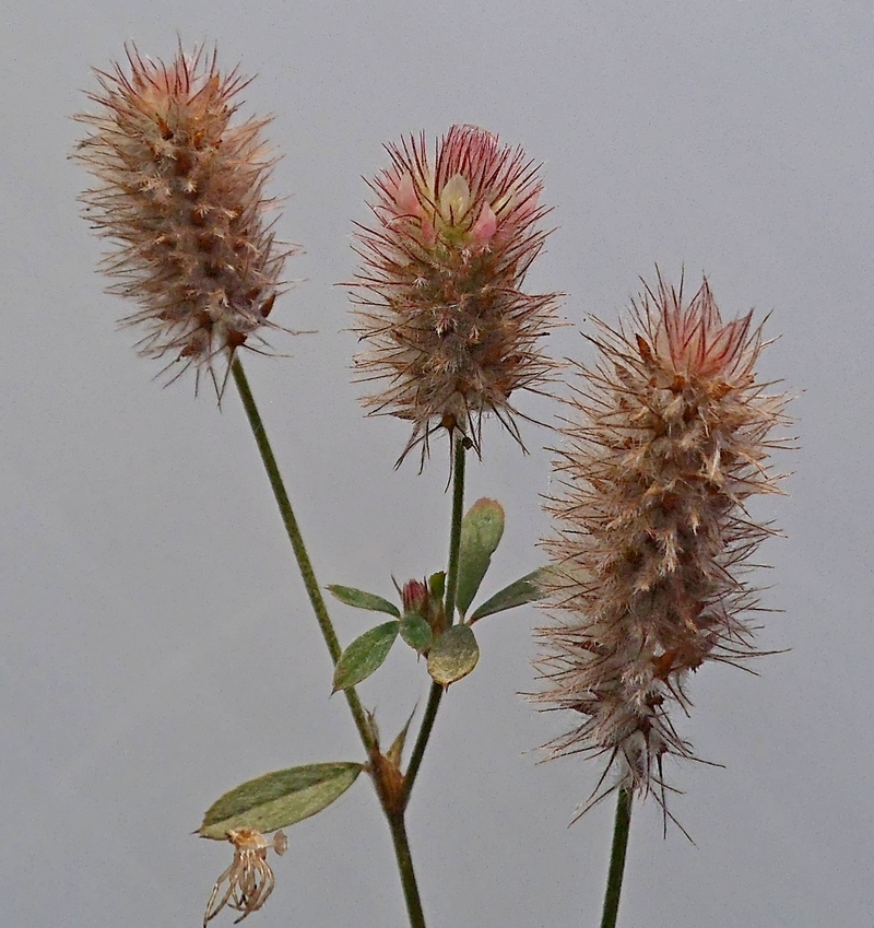 Image of Trifolium arvense specimen.