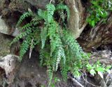 Смотреть изображение Asplenium fontanum