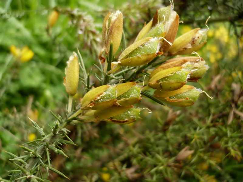 Image of Ulex europaea specimen.