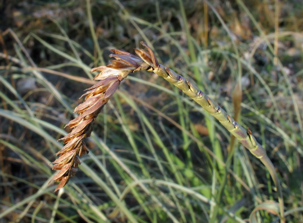 Изображение особи семейство Poaceae.