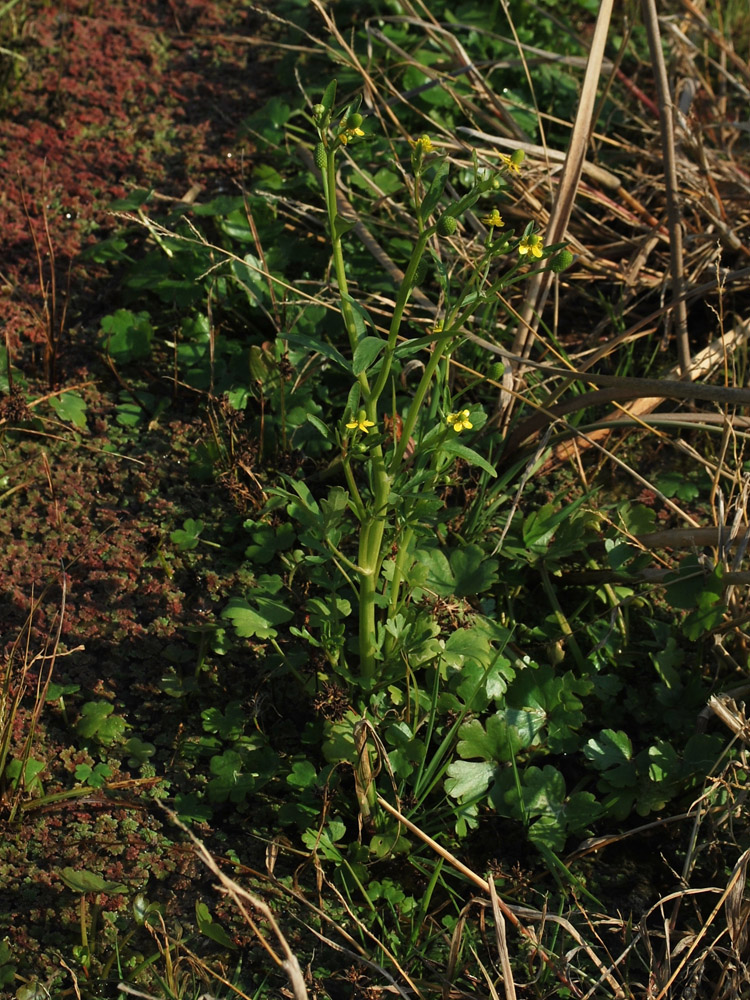 Изображение особи Ranunculus sceleratus.