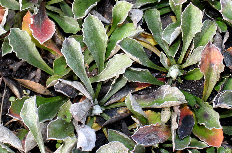 Image of Antennaria dioica specimen.