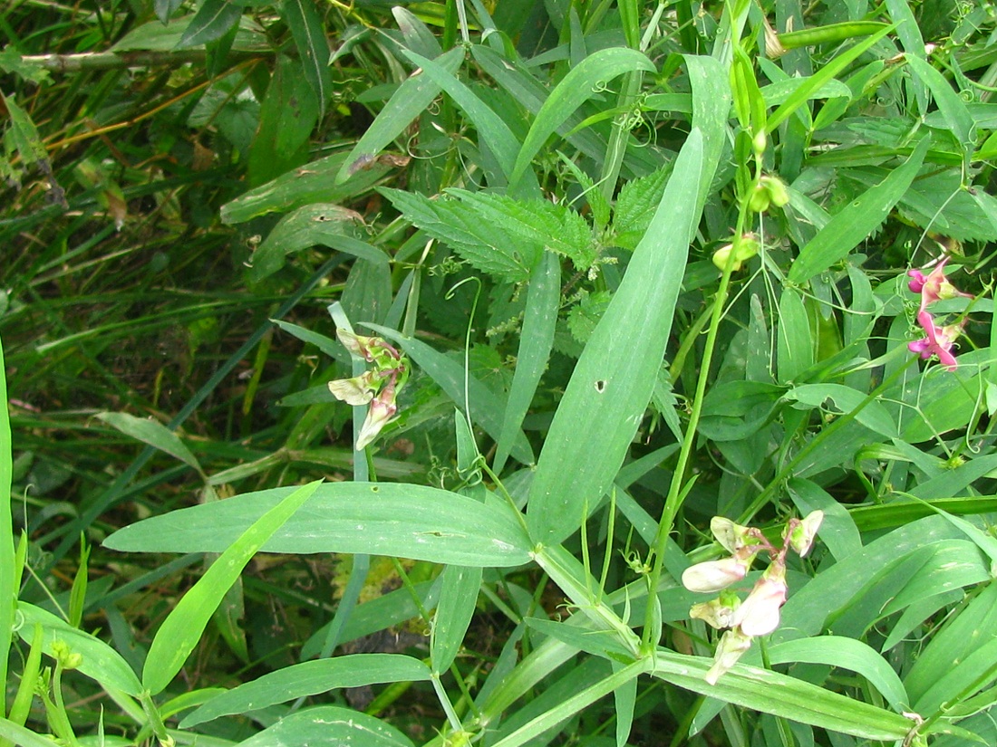 Image of Lathyrus sylvestris specimen.