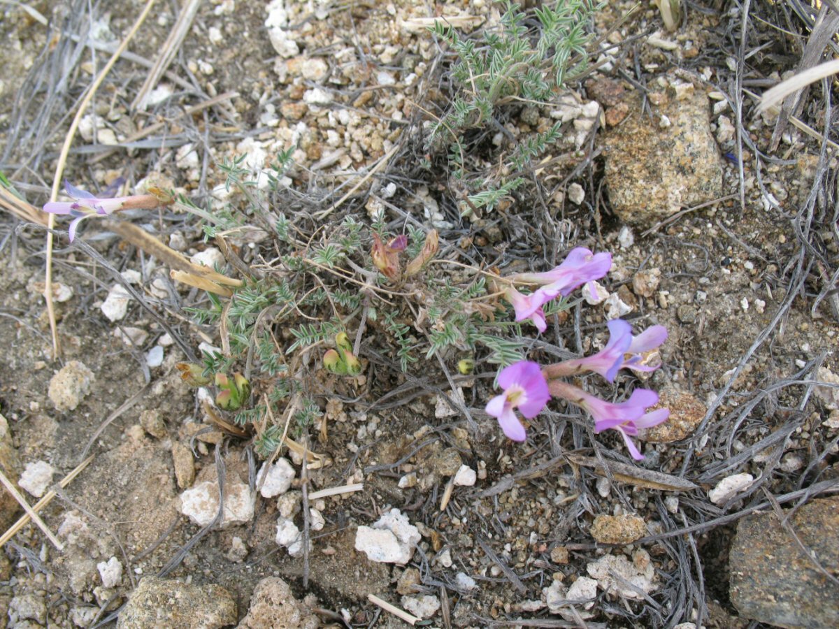 Image of Astragalus angarensis ssp. ozjorensis specimen.