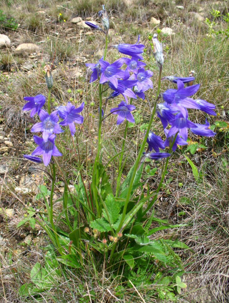 Image of Campanula turczaninovii specimen.