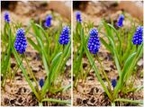 genus Muscari