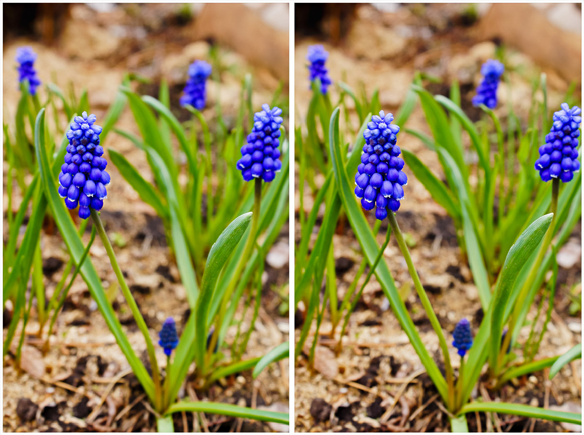 Изображение особи род Muscari.