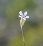 Image of taxon representative. Author is Роланд Цандекидис