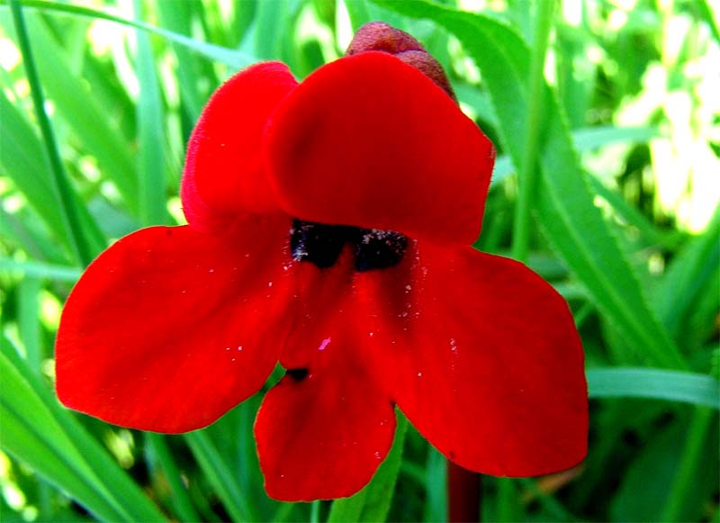 Image of Phelypaea coccinea specimen.