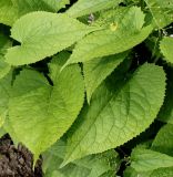 Lunaria rediviva. Листья. Германия, г. Krefeld, Ботанический сад. 10.06.2013.