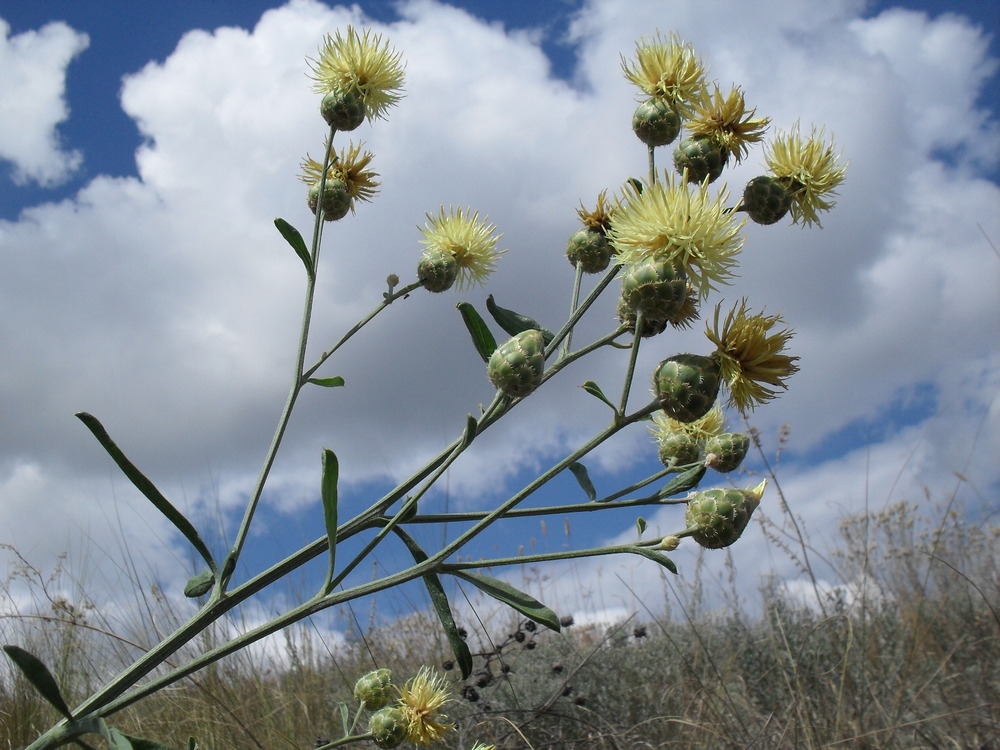 Image of Centaurea salonitana specimen.