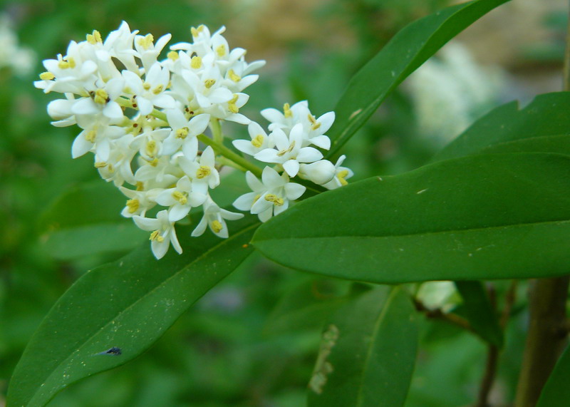 Image of Ligustrum vulgare specimen.