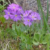 Primula algida