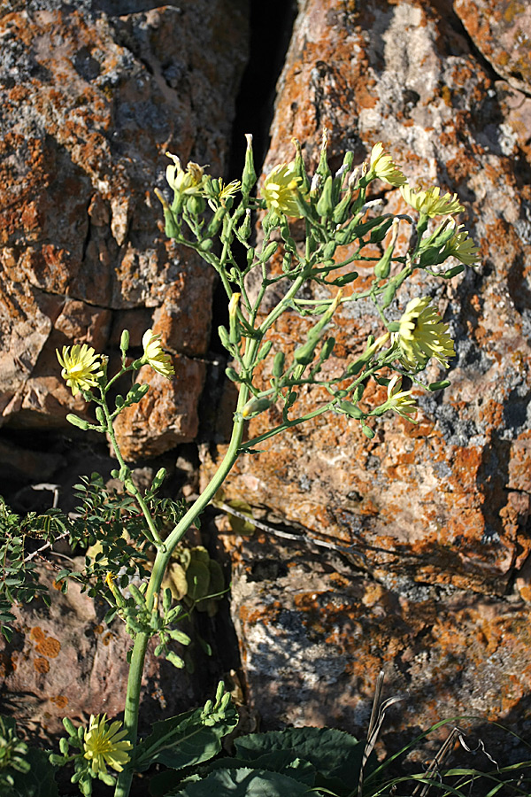 Image of genus Steptorhamphus specimen.