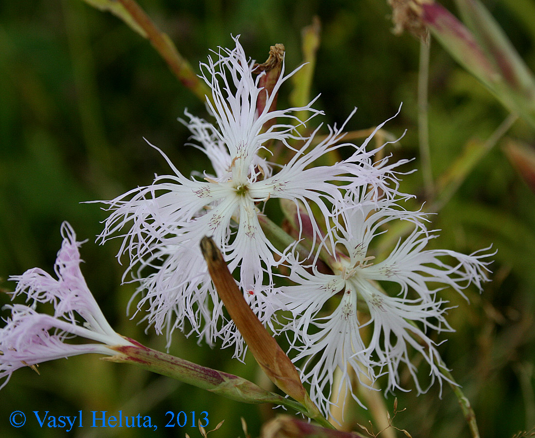 Image of Dianthus superbus specimen.