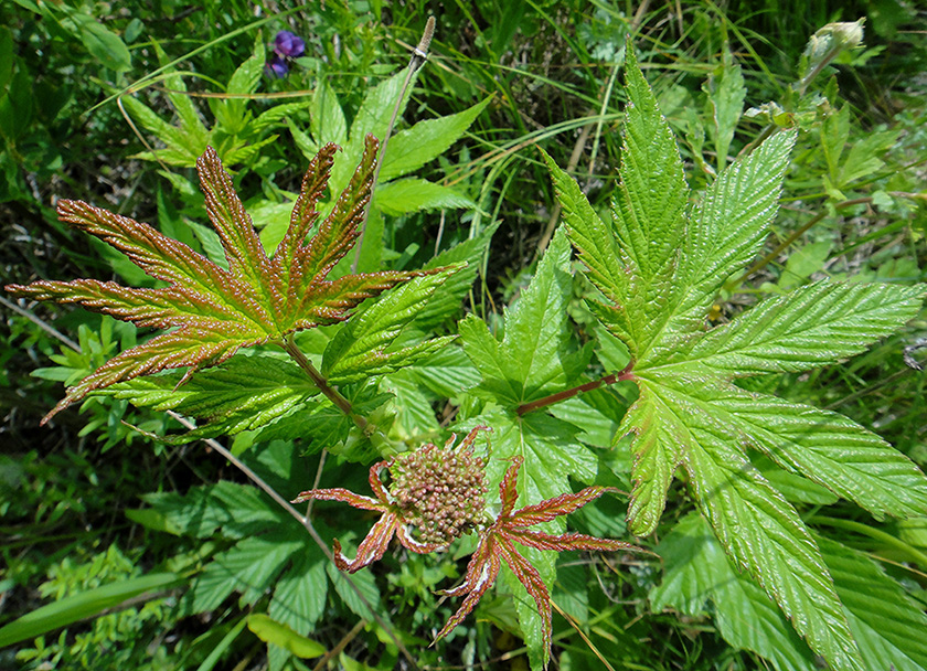 Изображение особи Filipendula palmata.