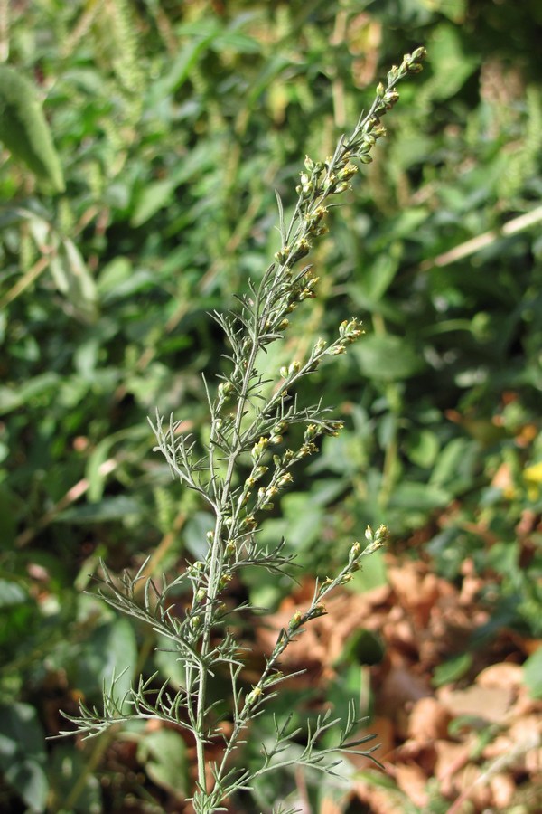 Image of genus Artemisia specimen.