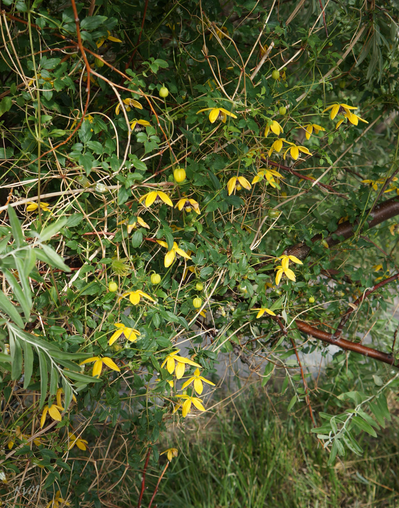 Image of Clematis orientalis specimen.