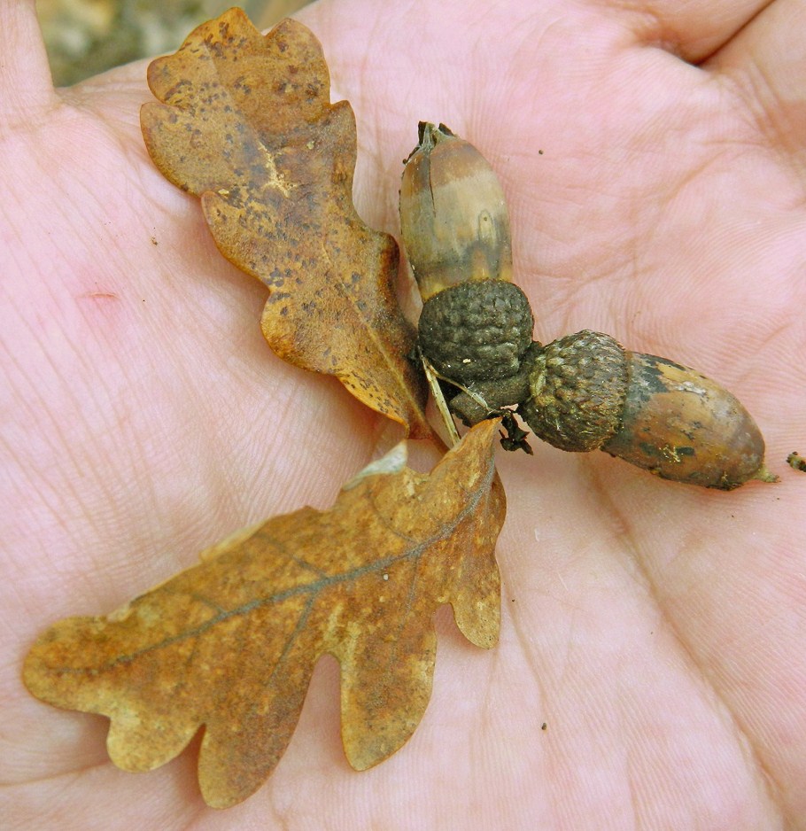 Image of Quercus pubescens specimen.