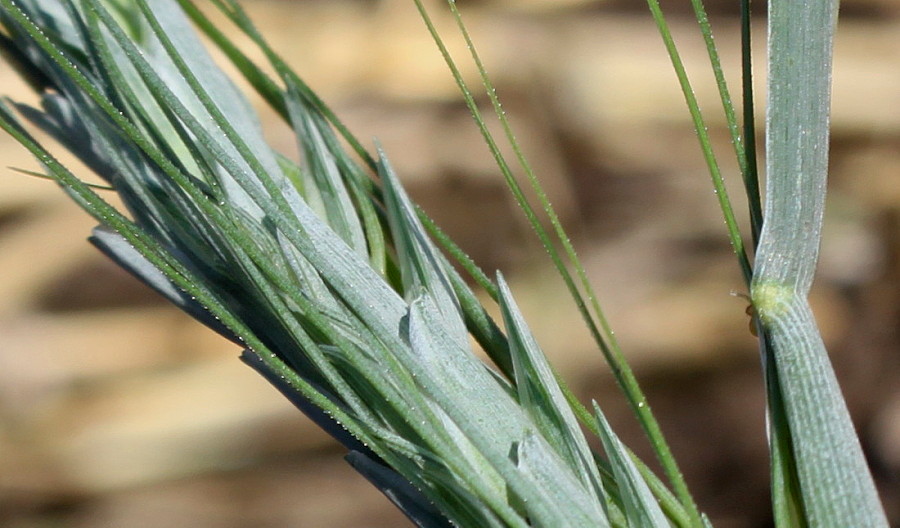 Изображение особи Triticum polonicum.