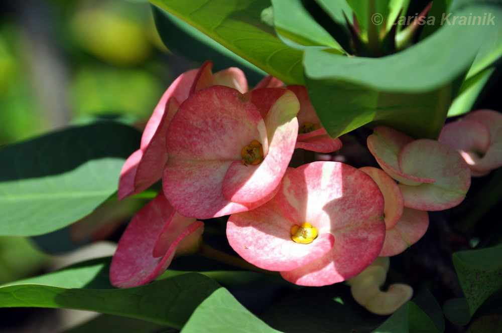 Image of Euphorbia splendens specimen.