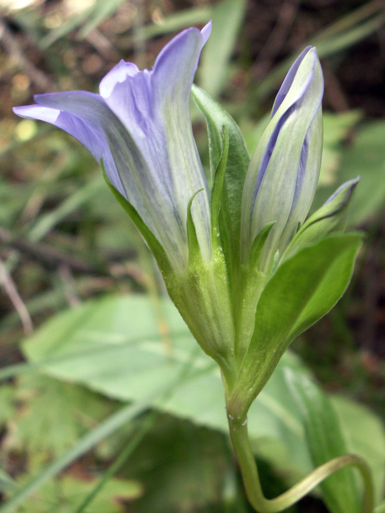 Изображение особи Gentiana kaufmanniana.