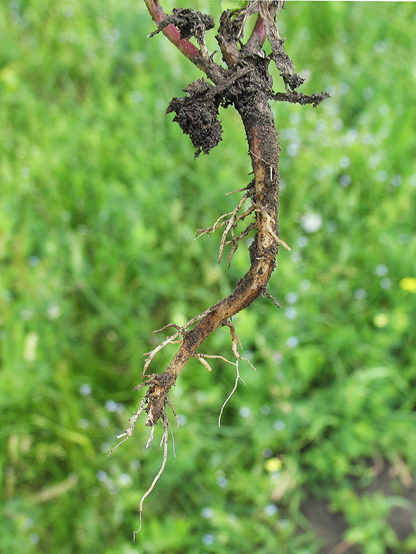 Image of Centaurea cyanus specimen.