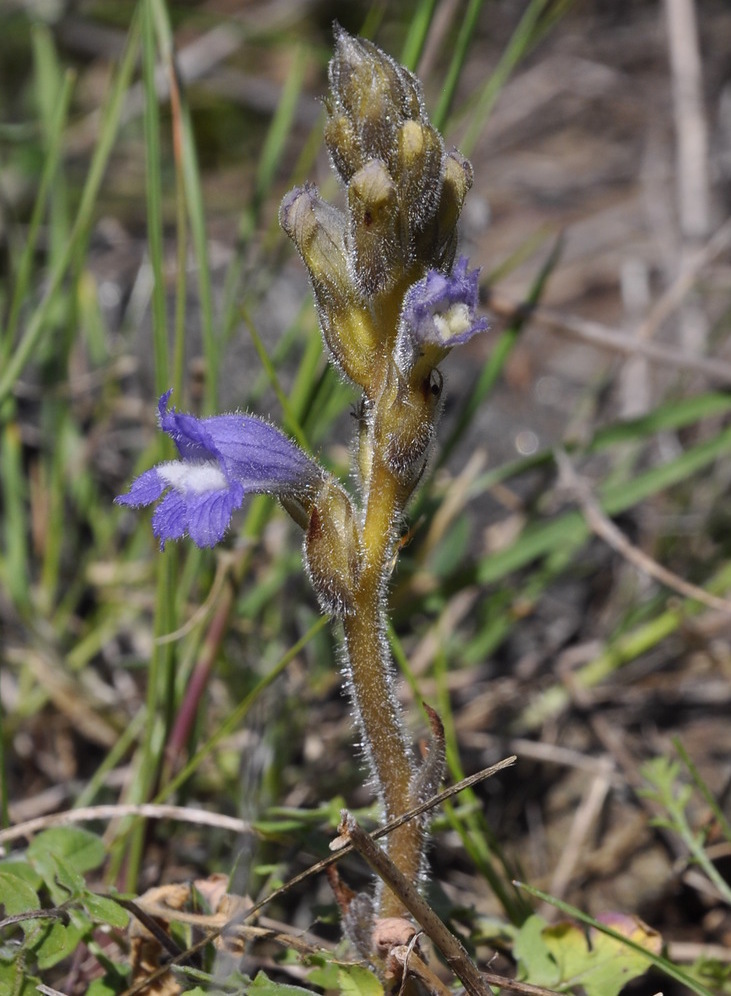 Image of Phelipanche nana specimen.