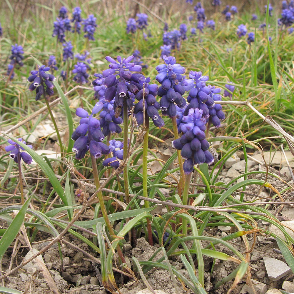 Image of Muscari neglectum specimen.