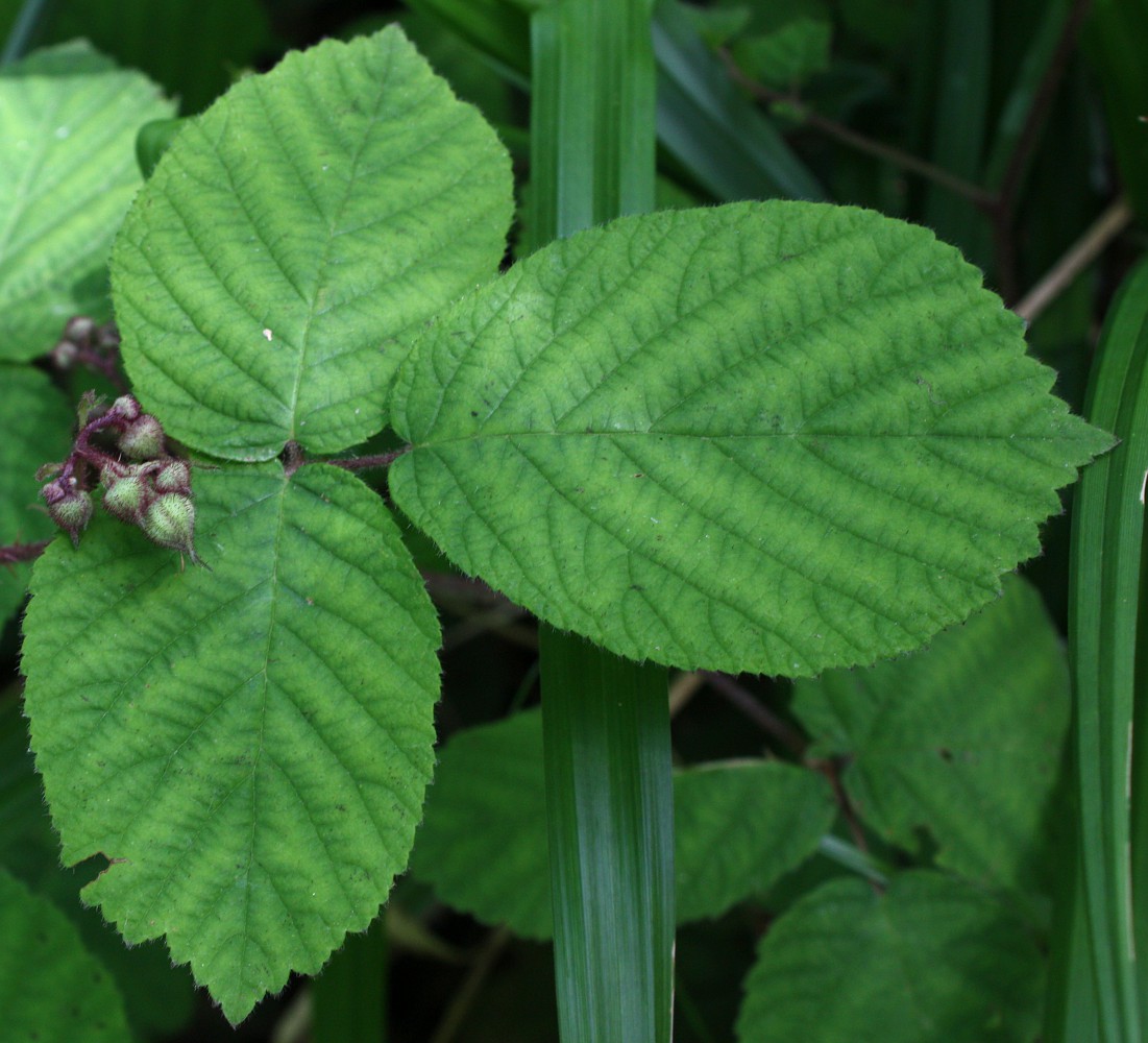 Изображение особи Rubus glandulosus.