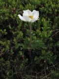 Pulsatilla scherfelii