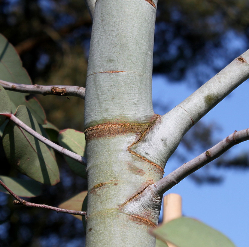 Image of Eucalyptus perriniana specimen.