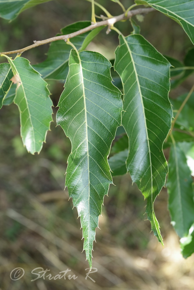 Изображение особи Quercus variabilis.